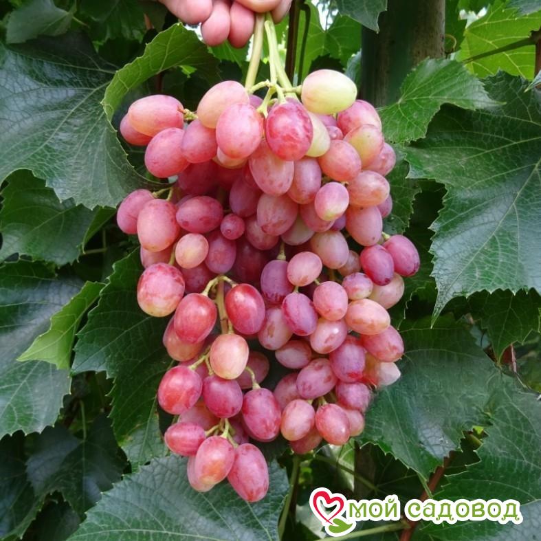 Виноград Лучистый