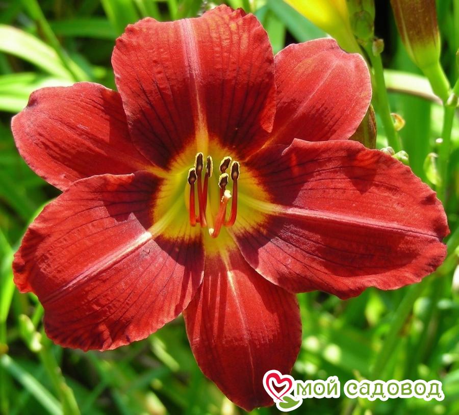 ЛИЛЕЙНИК РЕД РАМ