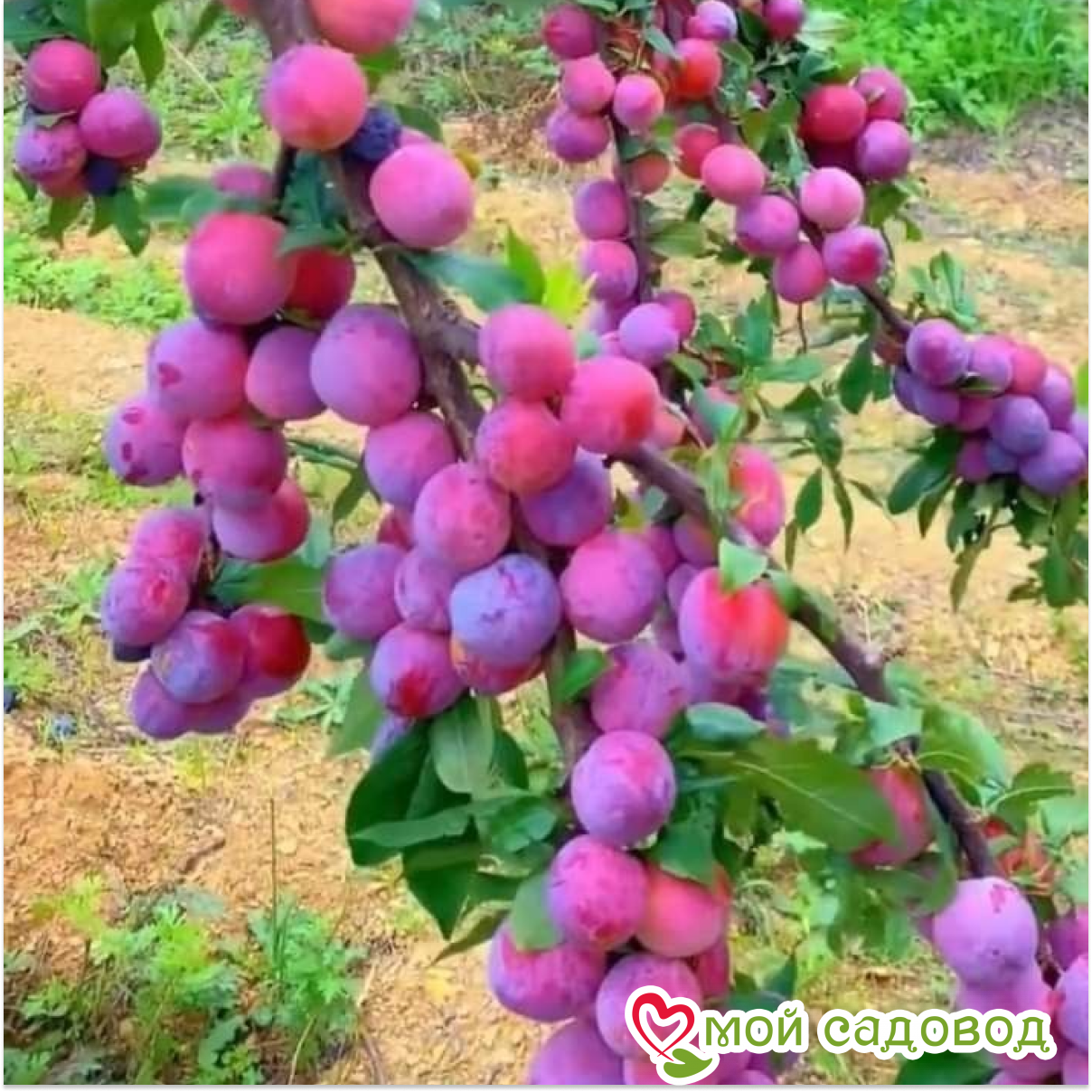 Слива Степной Богатырь